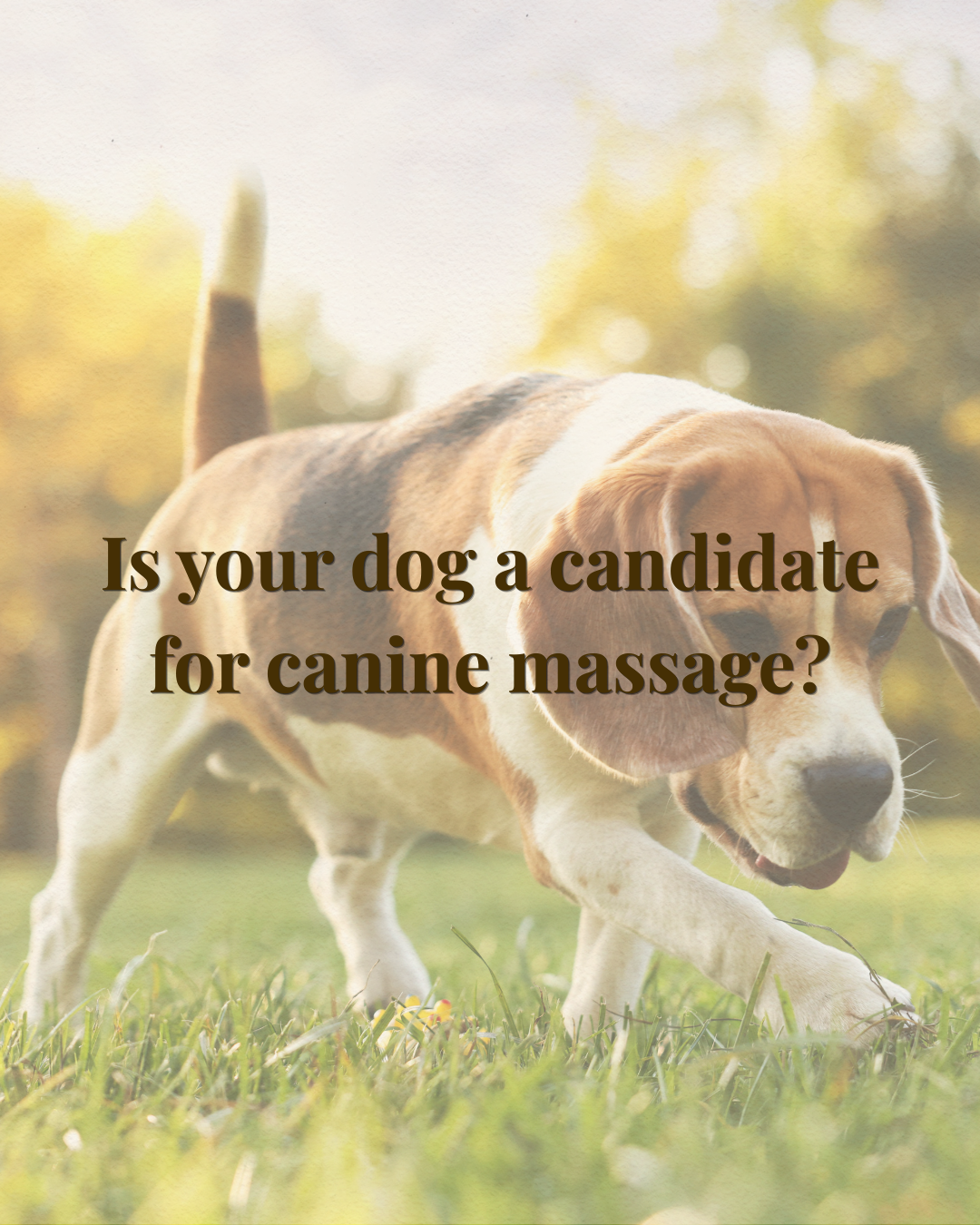 Active chocolate labrador carrying a frisbee — canine massage for dog mobility Sale Gippsland Victoria