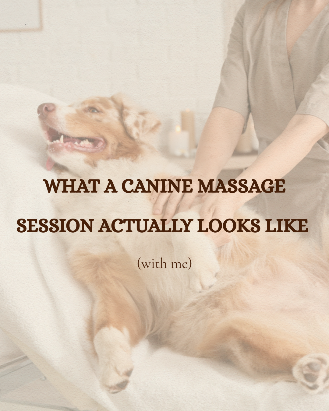 Canine remedial massage session - what to expect from Vital Touch Animal Therapy