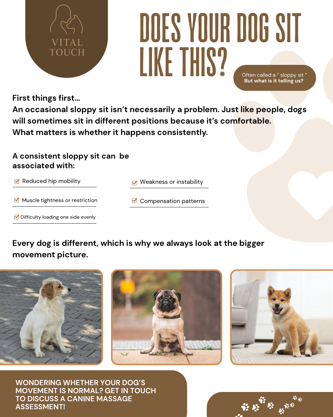 Three dogs demonstrating a sloppy sit position - Vital Touch Animal Therapy